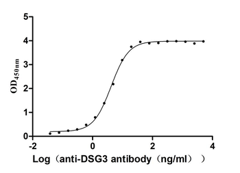 DSG3 Antibody