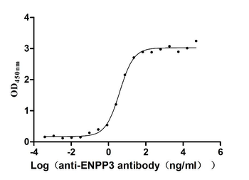ENPP3 Antibody