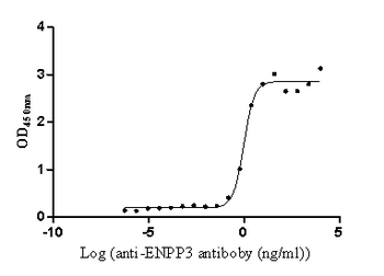 ENPP3 Antibody