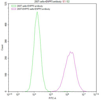 ENPP3 Antibody