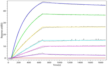 GPC3 Antibody