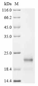 Recombinant Mouse Ubiquitin-like protein ISG15 (Isg15)