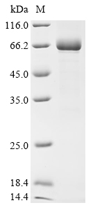 Recombinant Vaccinia virus Late transcription elongation factor H5 (VACWR103)