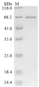 Recombinant Lordsdale virus Capsid protein (ORF2), Biotinylated
