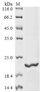 Recombinant Human Sodium channel protein type 1 subunit alpha (SCN1A), partial