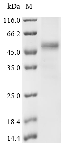 Recombinant Human Meiotic recombination protein SPO11 (SPO11)