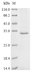 Recombinant Mouse Dexamethasone-induced Ras-related protein 1 (Rasd1)