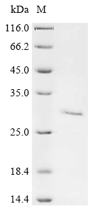 Recombinant Mouse Granzyme K (Gzmk)