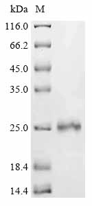 Recombinant Human Protein max (MAX)