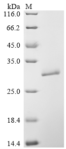 Recombinant Dermatophagoides pteronyssinus Mite allergen Der p 3 (DERP3)