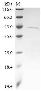 Recombinant Thermomonas fusca Amidohydrolase family protein