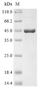 Recombinant Aspergillus tubingensis Epoxide hydrolase