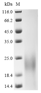 Recombinant Streptococcus mutans serotype c Glucosyltransferase-I (gtfB), partial
