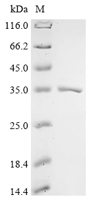 Recombinant Escherichia coli O45:K1 Aspartate carbamoyltransferase (pyrB)