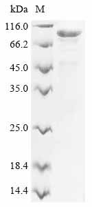Recombinant Human Mucin-7 (MUC7)
