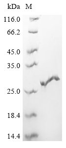 Recombinant Macaca fascicularis Interferon gamma (IFNG)