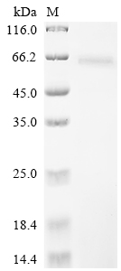 Recombinant Sindbis virus Non-structural polyprotein, partial