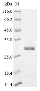 Recombinant Human Serine protease 1 (PRSS1)