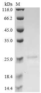 Recombinant Mouse Apoptosis-associated speck-like protein containing a CARD (Pycard), partial