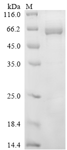 Recombinant Mouse Protein disulfide-isomerase A2 (Pdia2)