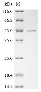 Recombinant Rat Dihydroorotate dehydrogenase (quinone), mitochondrial(Dhodh)