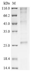 Recombinant Mouse Voltage-dependent calcium channel gamma-1 subunit (Cacng1)