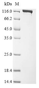 Recombinant Acidaminococcus sp. CRISPR-associated endonuclease Cas12a (cas12a)