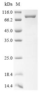 Recombinant Human parechovirus 2 Genome polyprotein, partial, Biotinylated