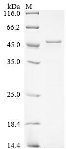 Recombinant Drosophila melanogaster Cyclin-dependent kinase 12 (Cdk12), partial