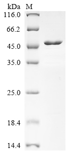 Recombinant Human Nuclear distribution protein nudE homolog 1 (NDE1)