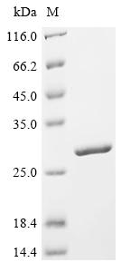 Recombinant Pseudomonas aeruginosa Protein hcp1 (hcp1)