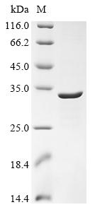 Recombinant Human Piezo-type mechanosensitive ion channel component 2 (PIEZO2), partial