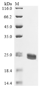 Recombinant Mouse Apoptosis-associated speck-like protein containing a CARD (Pycard), partial