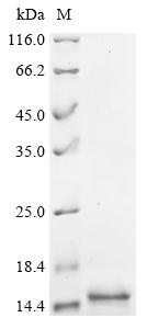 Recombinant Human Thiamine transporter 2 (SLC19A3), partial