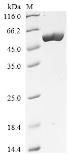 Recombinant Clostridium tetani Tetanus toxin, partial