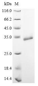 Recombinant Clostridium tetani Tetanus toxin, partial