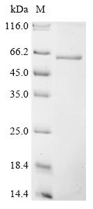 Recombinant Human CUGBP Elav-like family member 1 (CELF1)