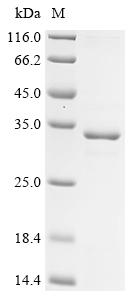 Recombinant Mouse Mucin-4 (Muc4), partial