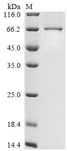 Recombinant Mouse La-related protein 6 (Larp6)