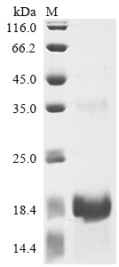 Recombinant Lama glama Interleukin-2 (IL2)