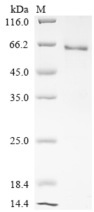 Recombinant Bovine Hepatocyte growth factor (HGF), partial