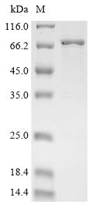 Recombinant Human Butyrophilin-like protein 3 (BTNL3), partial, Biotinylated