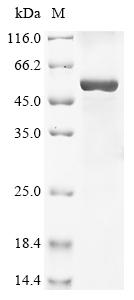 Recombinant Chicken Growth/differentiation factor 9 (GDF-9)