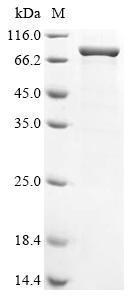 Recombinant Human parechovirus 1 Genome polyprotein, partial, Biotinylated