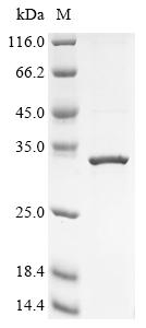 Recombinant Human G patch domain-containing protein 4 (GPATCH4), partial