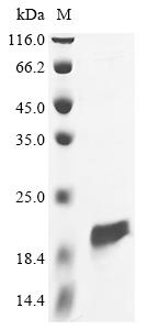 Recombinant Staphylococcus aureus DNA-binding protein HU (hup)