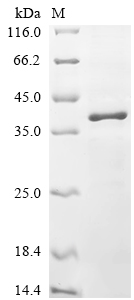 Recombinant Human B-cell CLL/lymphoma 7 protein family member A (BCL7A)