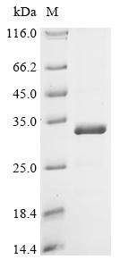 Recombinant Danio rerio U11/U12 small nuclear ribonucleoprotein 35 kDa protein (snrnp35)