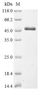 Recombinant Escherichia coli S- (hydroxymethyl)glutathione dehydrogenase (frmA)