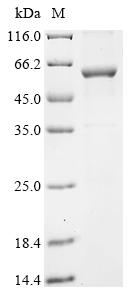 Recombinant Human Cytochrome P450 2A13 (CYP2A13)